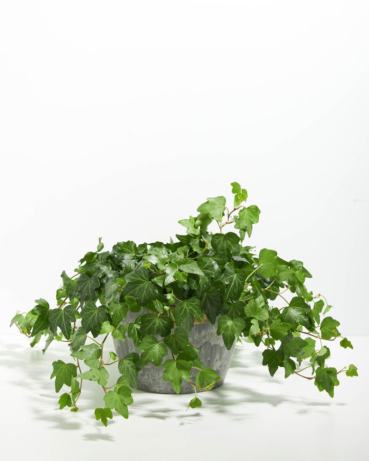 English Ivy Plant (Hedera helix)