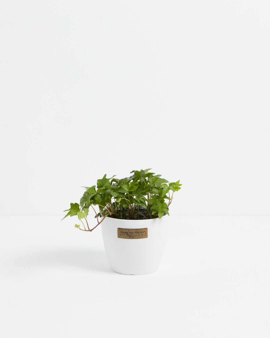 Small English Ivy plant (Hedera helix) in a white Lively Root branded pot with compact green lobed leaves and trailing vines
