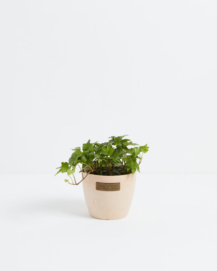 Small English Ivy plant (Hedera helix) in a cream beige Lively Root branded pot with compact green lobed leaves and trailing vines