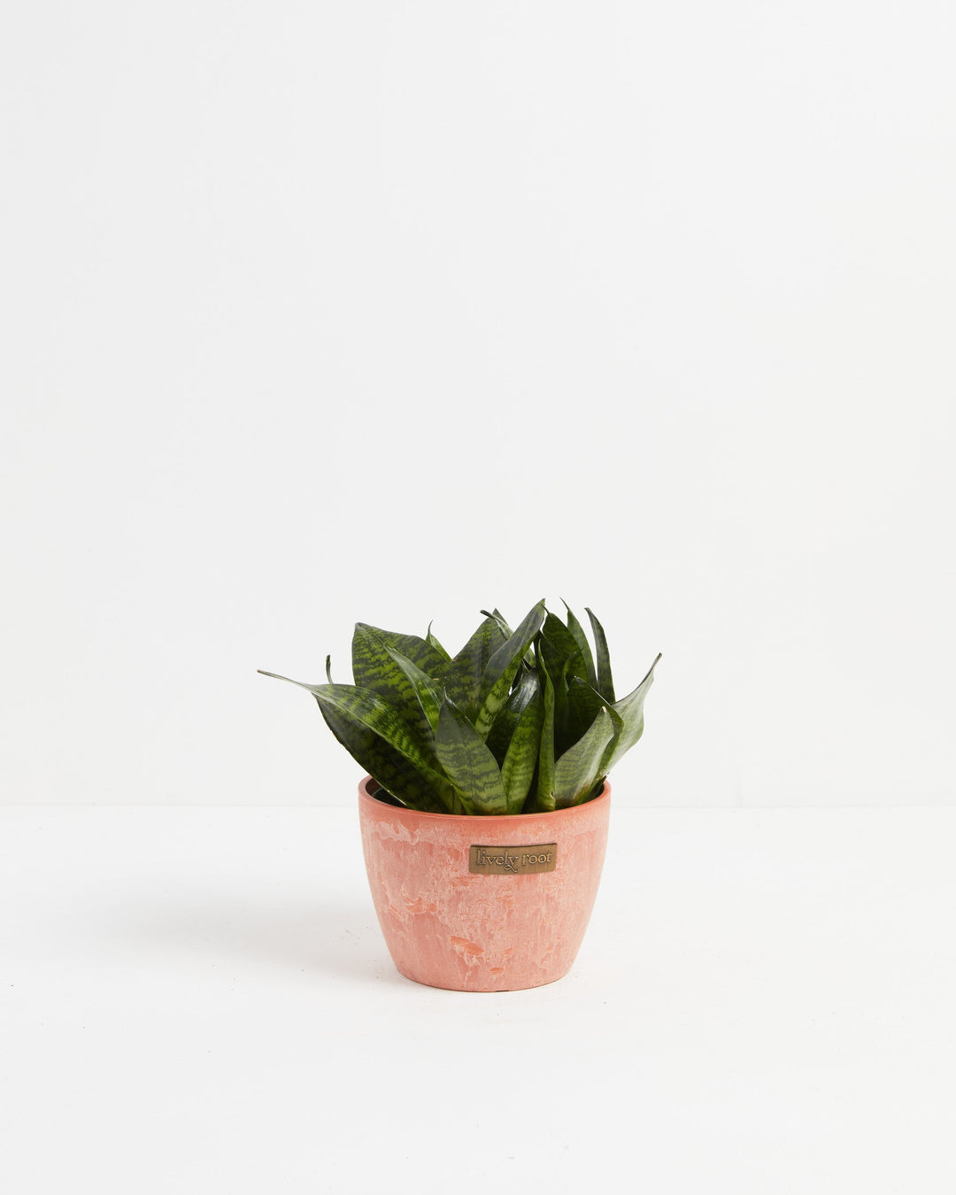 Robusta Snake Plant
