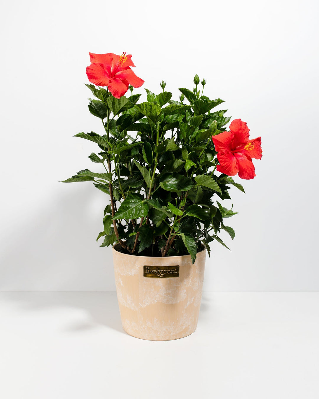 Hibiscus Rosa - Sinensis