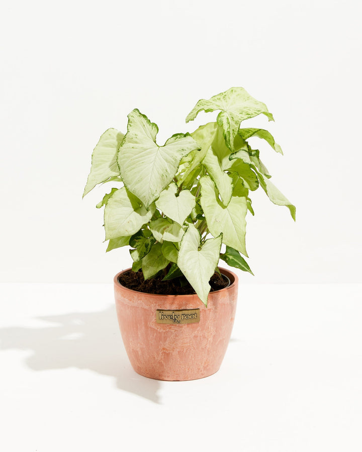 Syngonium Holly Bianco