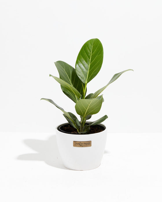 Ficus Audrey in a white coconut ceramic pot — a popular Ficus benghalensis variety for bright indoor spaces