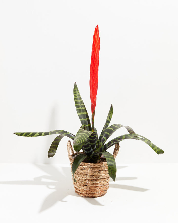 Vriesea Bromeliad