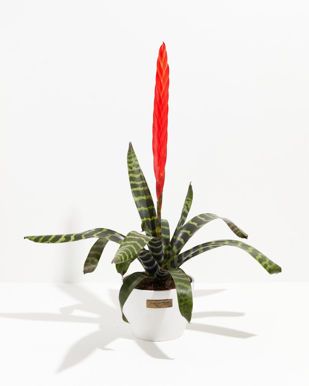 Vriesea Bromeliad