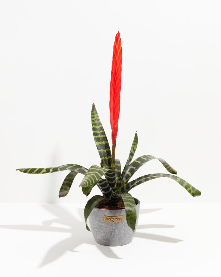 Vriesea Bromeliad