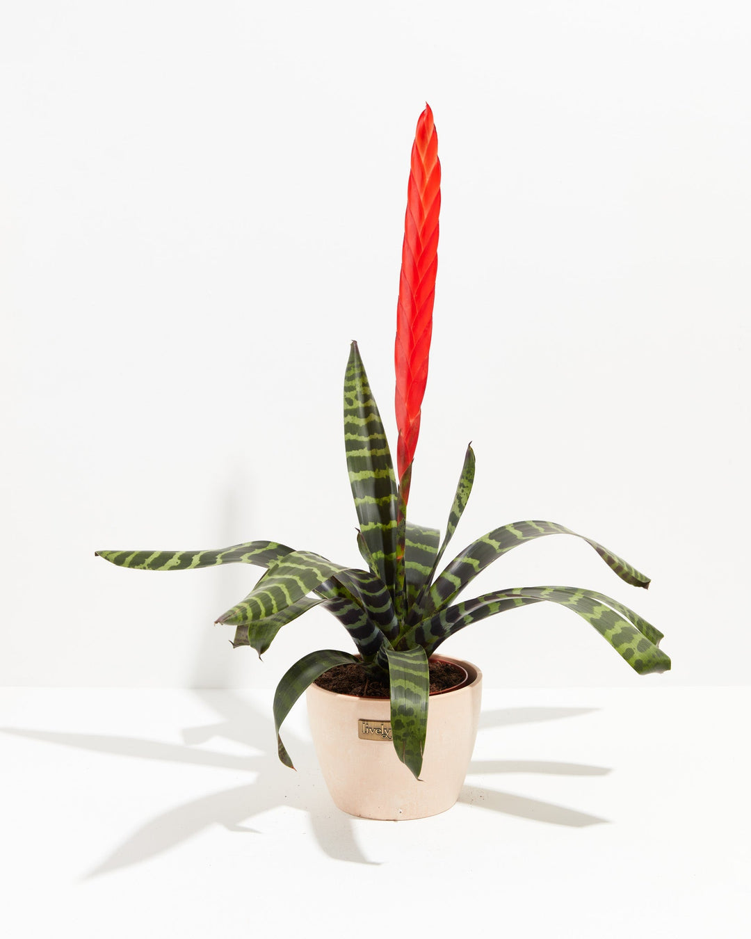 Vriesea Bromeliad