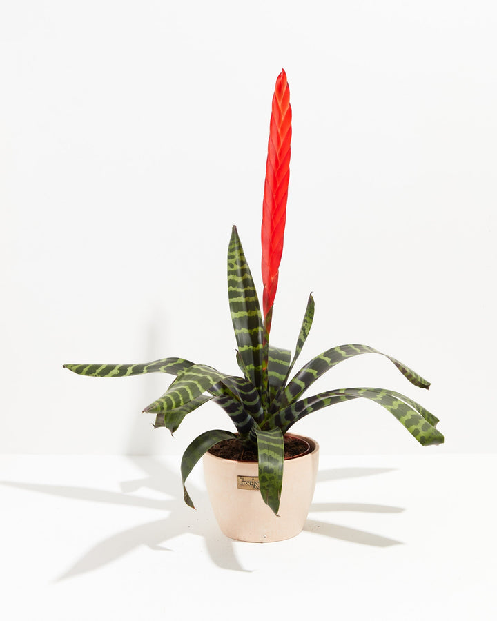 Vriesea Bromeliad
