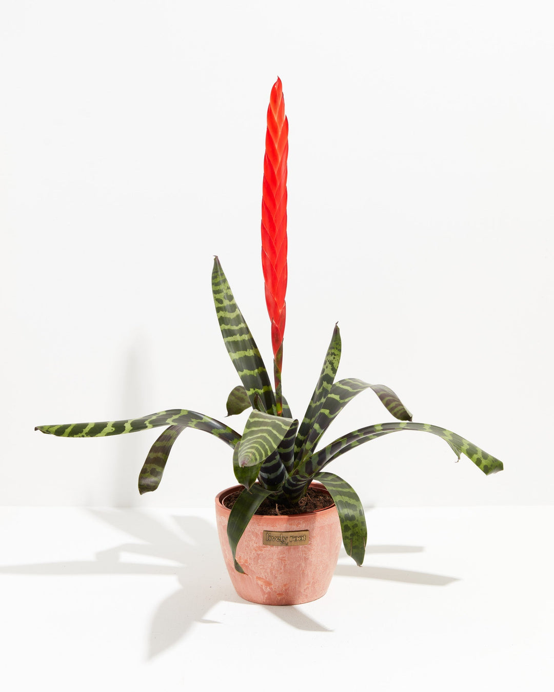 Vriesea Bromeliad