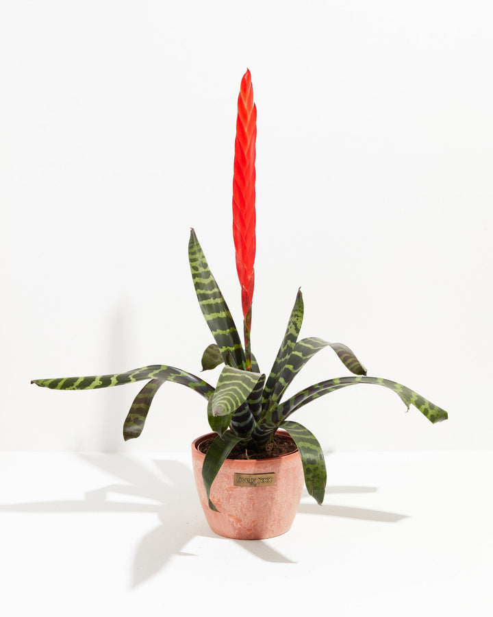 Vriesea Bromeliad