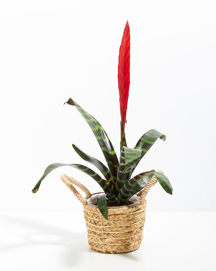 Vriesea Bromeliad