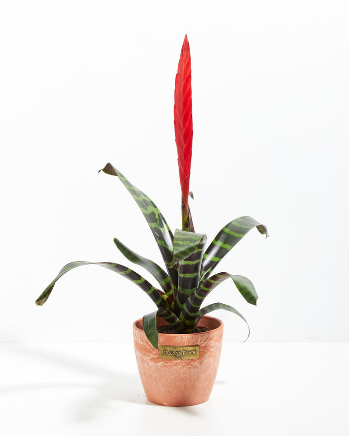 Vriesea Bromeliad