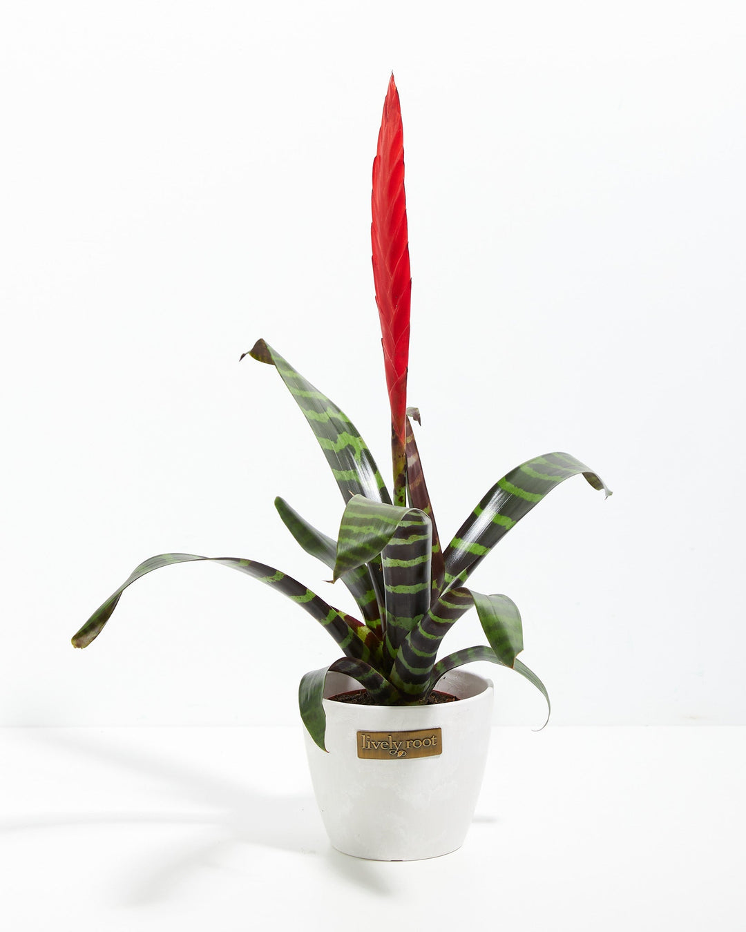 Vriesea Bromeliad