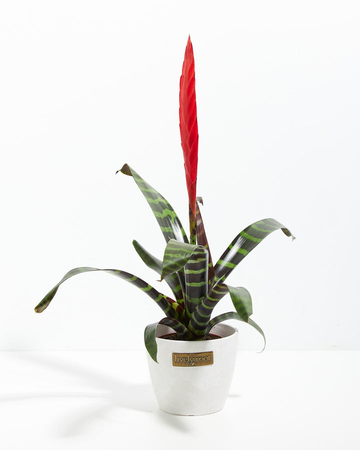 Vriesea Bromeliad