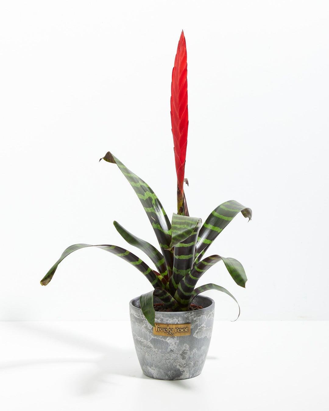 Vriesea Bromeliad