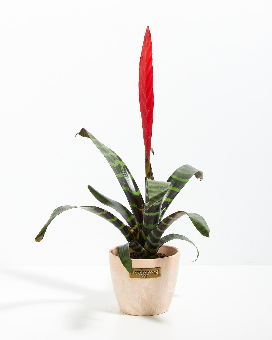 Vriesea Bromeliad