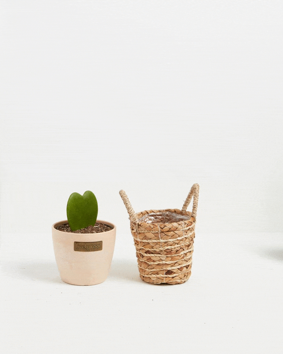 Small Hoya Heart Plant (Hoya kerrii) in a blush pink ceramic pot with heart-shaped green leaves displayed beside a natural woven seagrass basket planter on a white surface