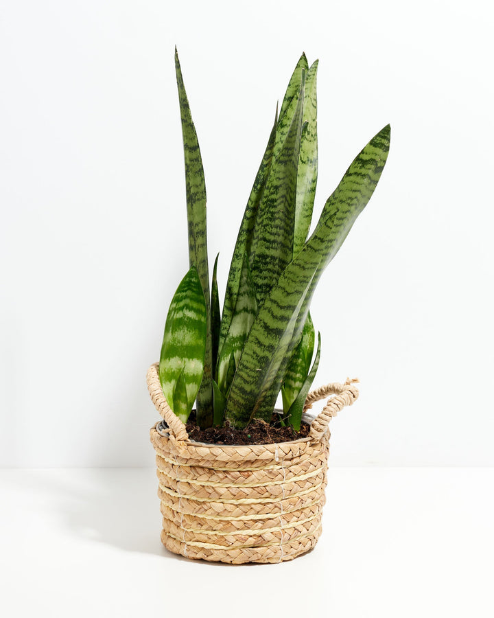 Black Coral Snake Plant