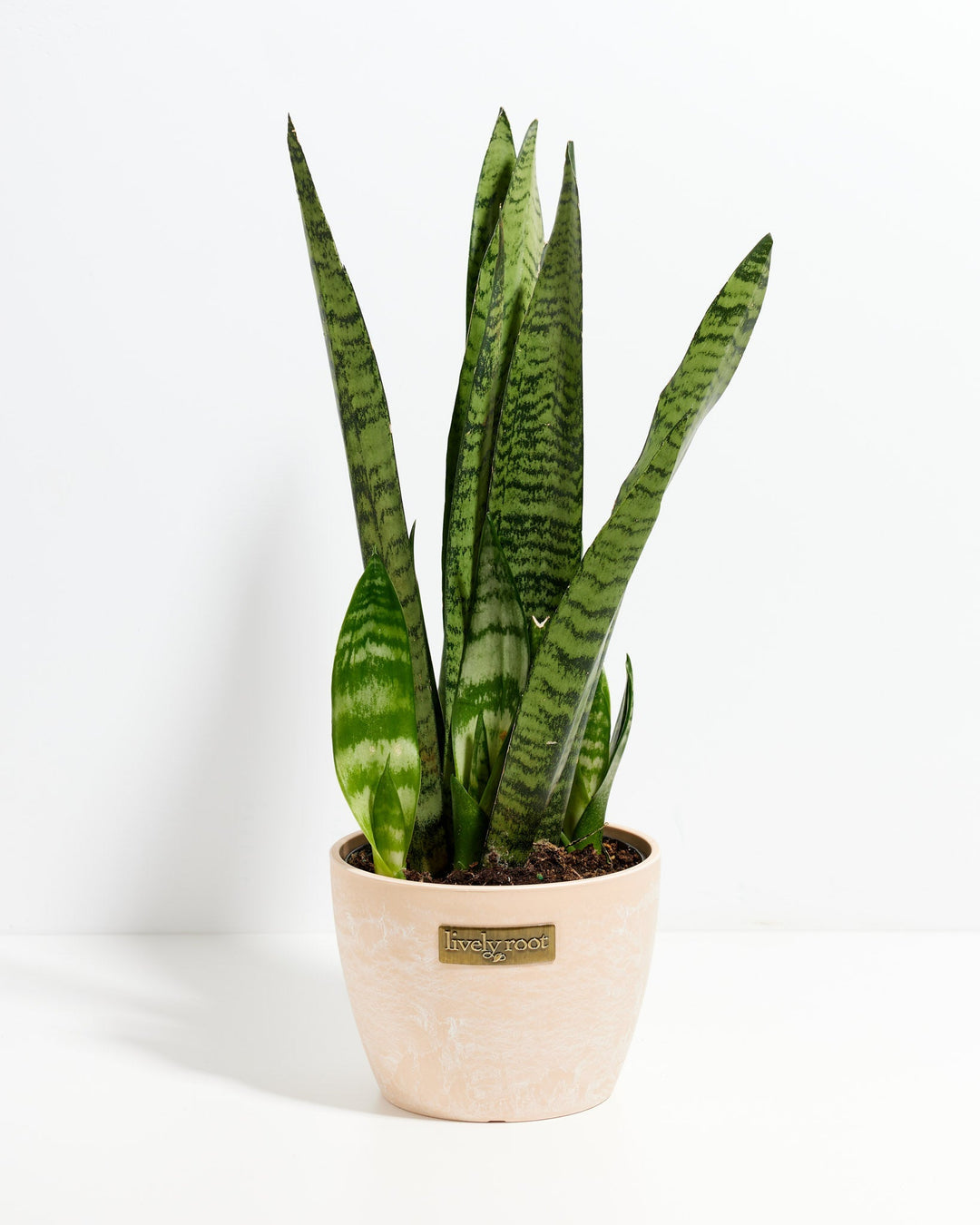 Black Coral Snake Plant