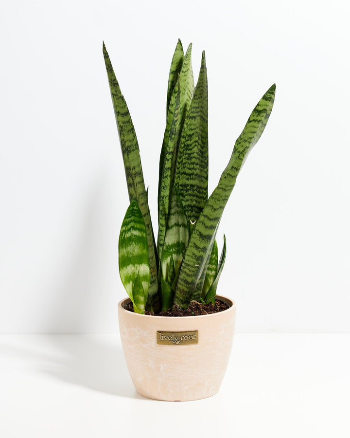 Black Coral Snake Plant