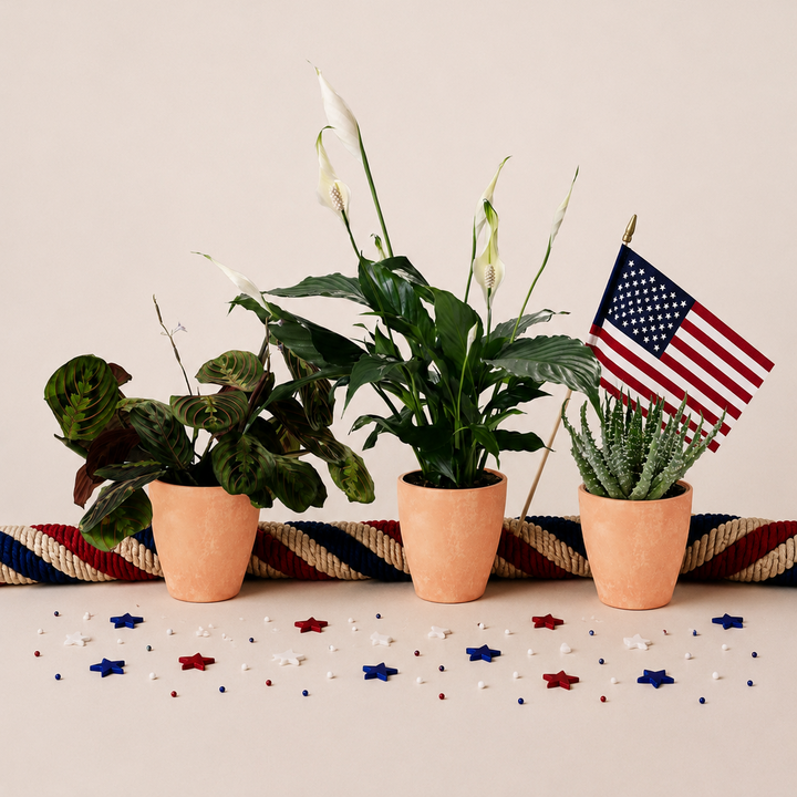 Red, White, & Blue Trio