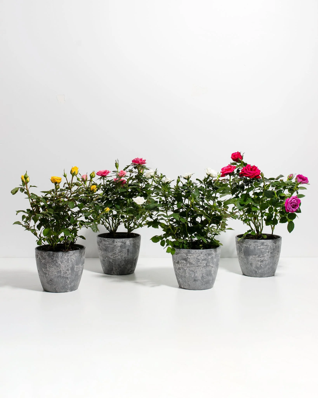 Miniature Rose collection in grey concrete weathered pots, compact potted roses with vibrant magenta, pink, yellow blooms and dark green serrated leaves