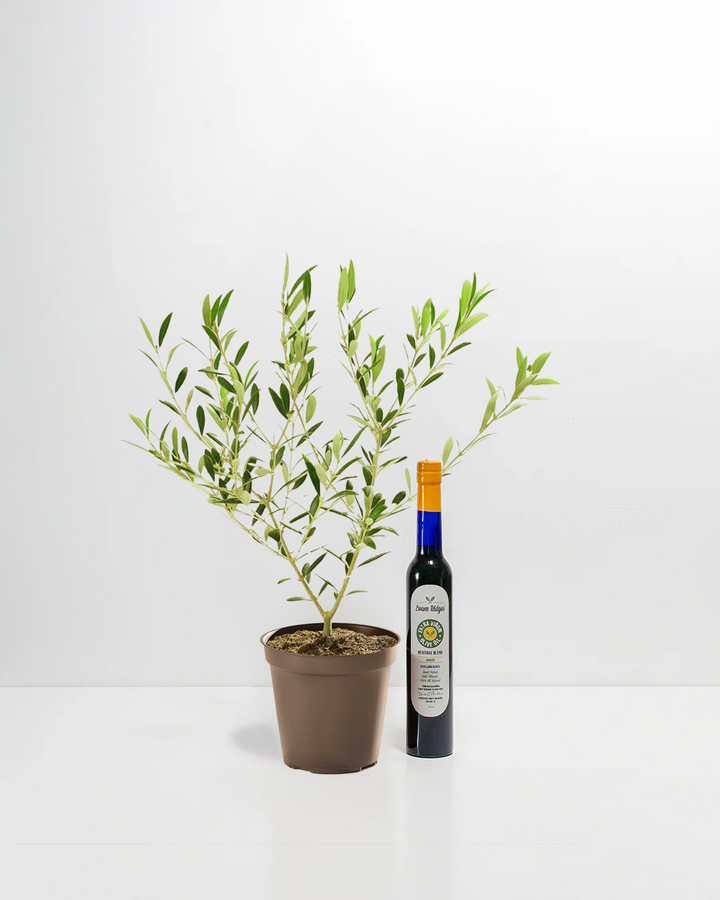 Olive Grove Delight Bundle with live olive tree in brown grower pot and Loam Ridges Heritage Blend EVOO – California grown olive tree and oil gift set