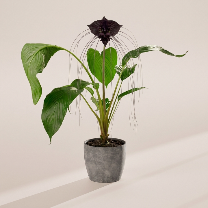 Black Bat Plant