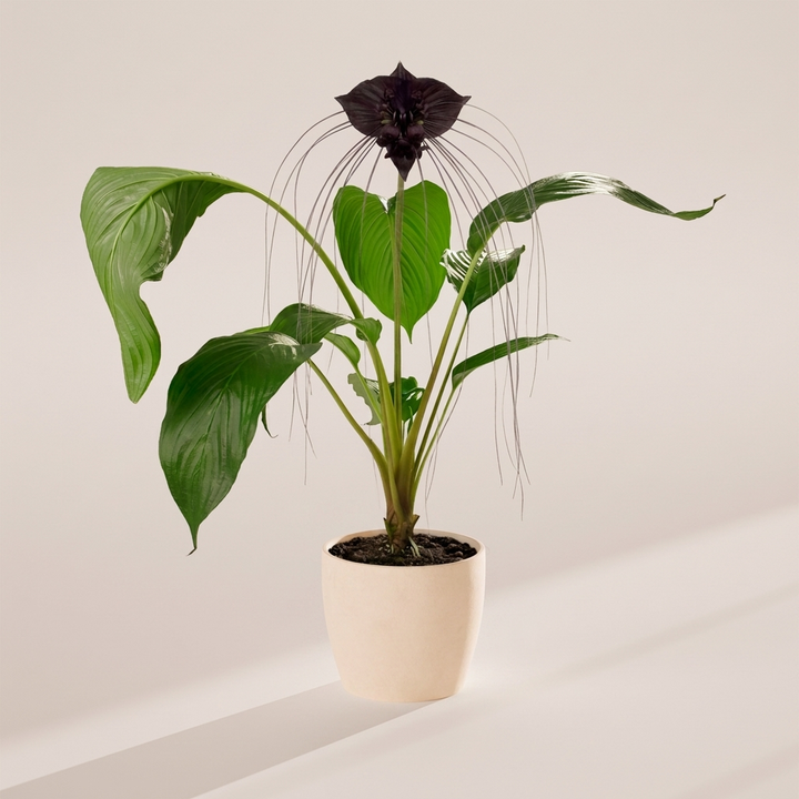 Black Bat Plant