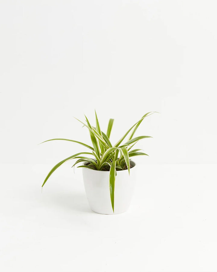 Variegated Spider Plant (Chlorophytum comosum) in white pot - Lush green and white striped foliage, easy care houseplant