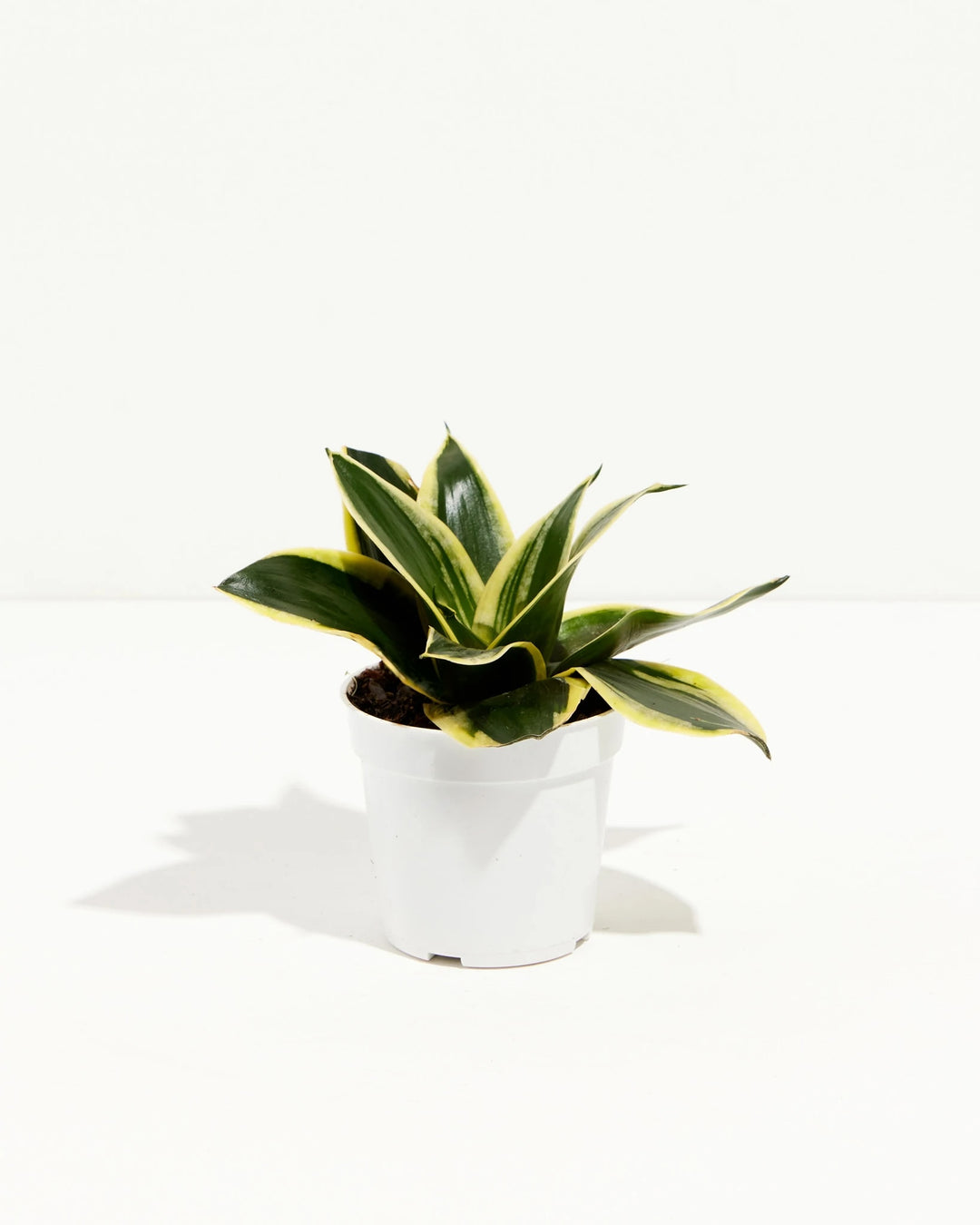Black Gold Snake Plant