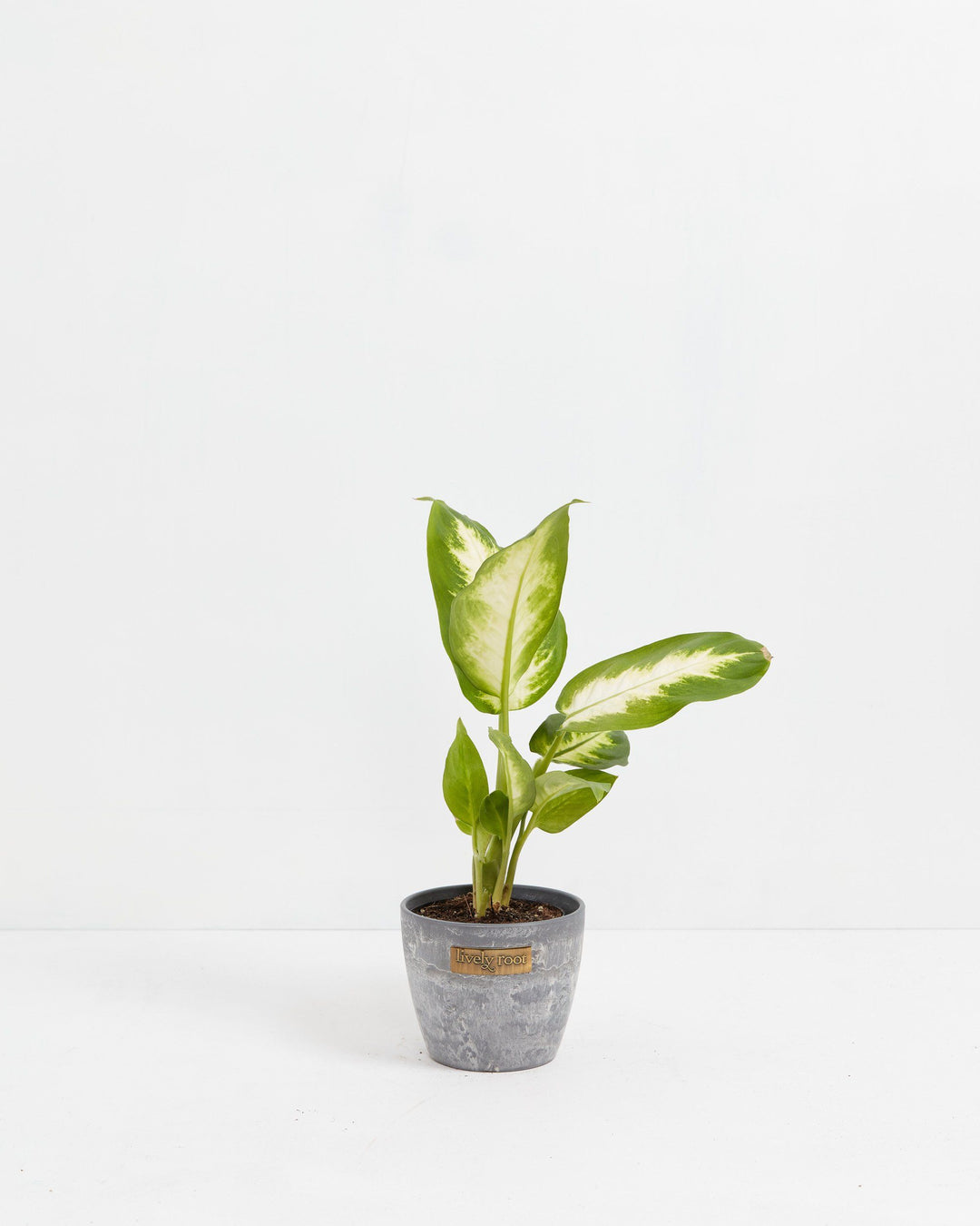 Dieffenbachia Camille, Lively Root, Plant, Size, Small, , 
