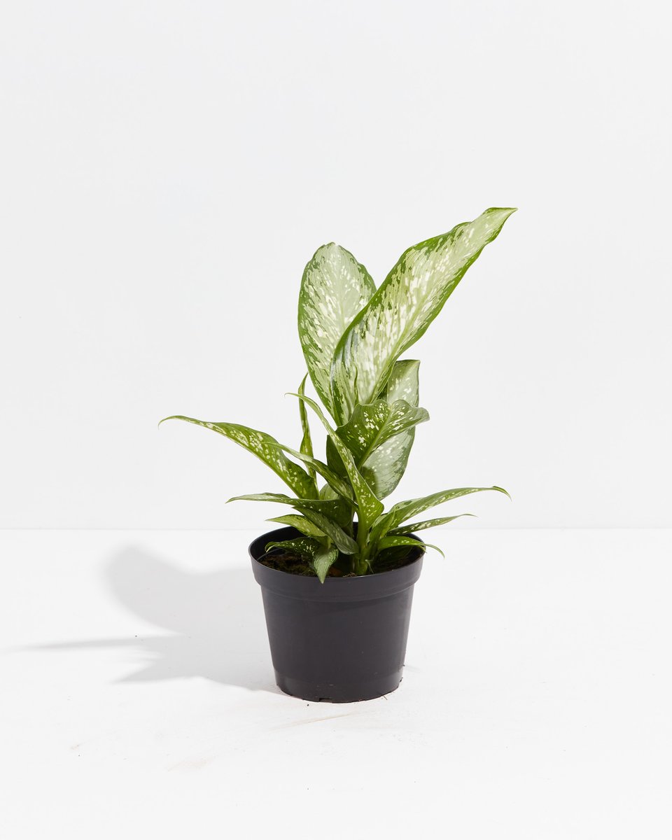 A Dieffenbachia Snow (Memoria Corsii) with beautifully variegated green and white leaves, presented in a black grower pot against a clean white background as part of the Not-So-Common Plant Subscription.