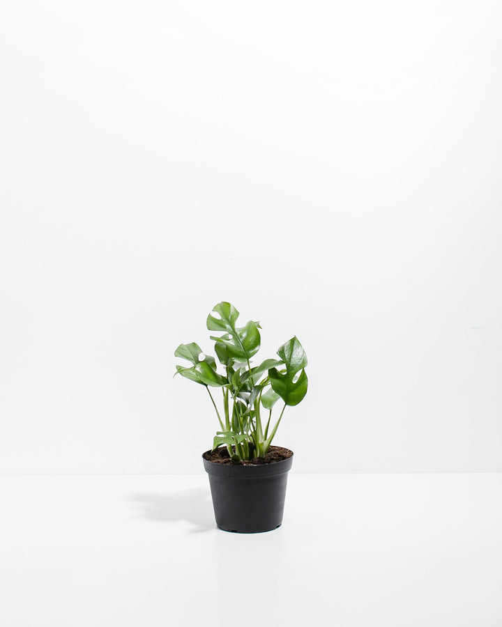 Small Philodendron Ginny (Mini Monstera) in a 4-inch black grower pot, displaying compact glossy green lobed and fenestrated leaves on slender upright stems against a white studio background