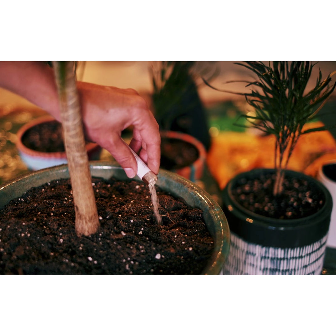 Hand pouring House Plant Invigorator mycorrhizae beneficial fungi powder into houseplant soil demonstrating easy no-measure application for healthy root growth