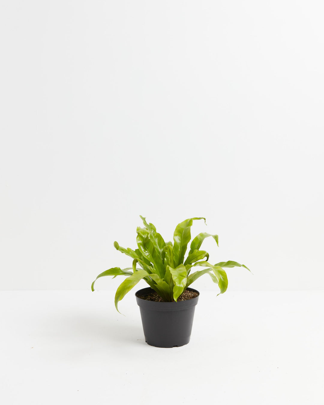 Bird's Nest Fern young plant in black nursery grower pot, healthy epiphytic fern with emerging green fronds ready for repotting, propagation-ready