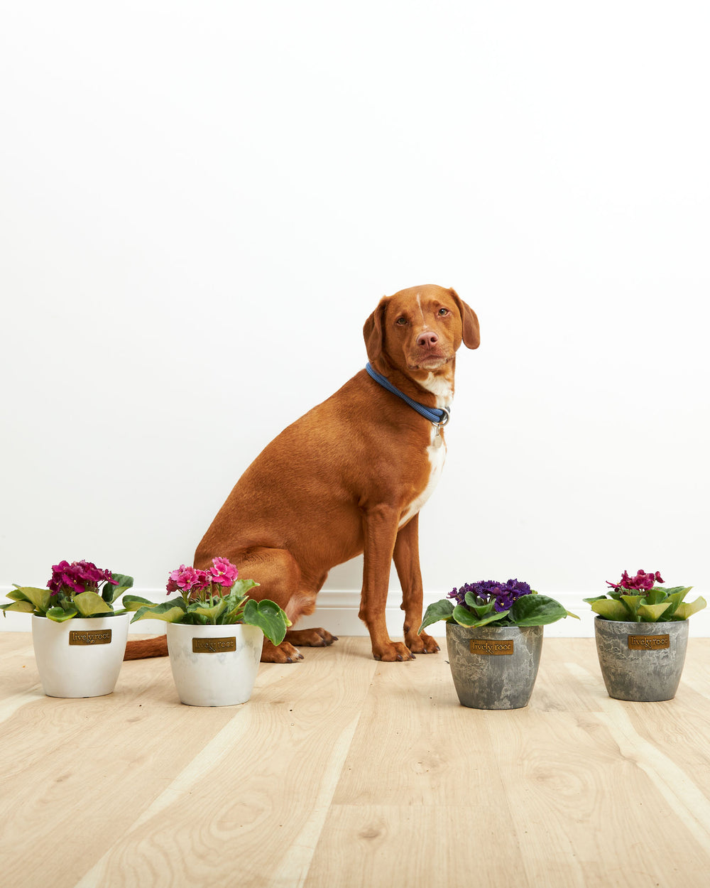 African Violet: 4 Pack