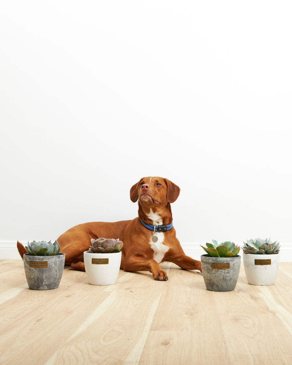 Motley Crew Echeveria 4-pack in mixed eco planters styled with brown dog, safe non-toxic succulents for pet-friendly homes, lifestyle gift set photography.