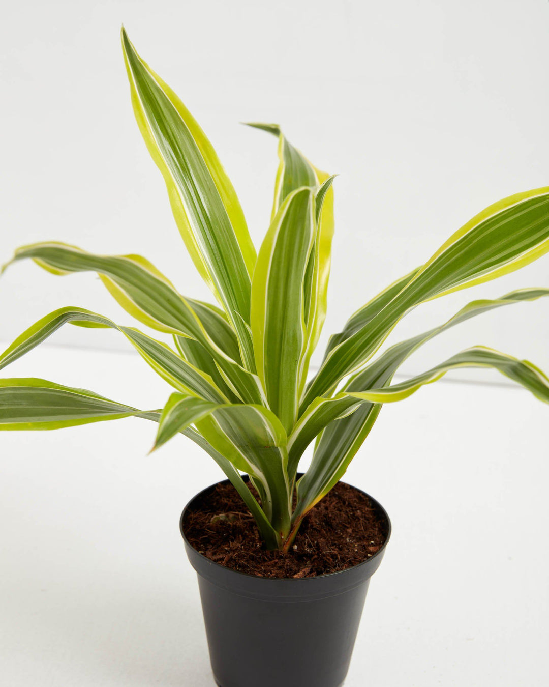 Overhead close-up of a 4" Dracaena Warneckii Lemon Lime plant showing striped foliage detail in a black grower pot