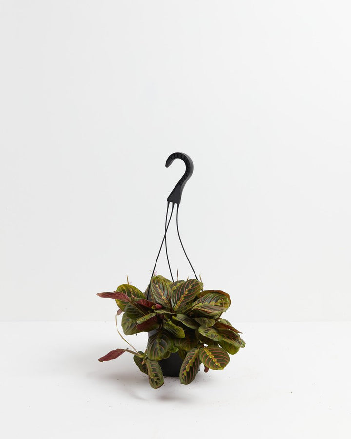A Red Prayer Plant (Maranta leuconeura) featuring distinct red-veined leaves in a black hanging grower pot against a white background, offered as part of the Not-So-Common Plant Subscription.