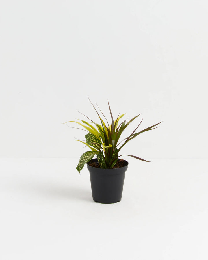 Red Leaf Dragon Plant Collection (Dracaena)