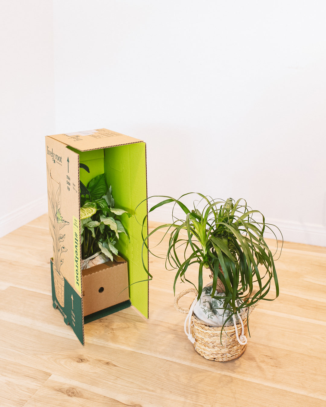 A lush Ponytail Palm in a decorative woven basket sits next to a variegated plant being unpacked from a Lively Root Not-So-Common Plant Subscription box.