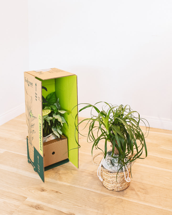 A lush Ponytail Palm in a decorative woven basket sits next to a variegated plant being unpacked from a Lively Root Not-So-Common Plant Subscription box.