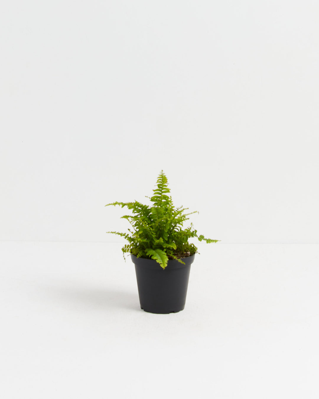 A small Boston Fern houseplant with delicate, bright green fronds starting to spread outwards, potted in a simple black plastic grower pot, centered against a solid white studio background.