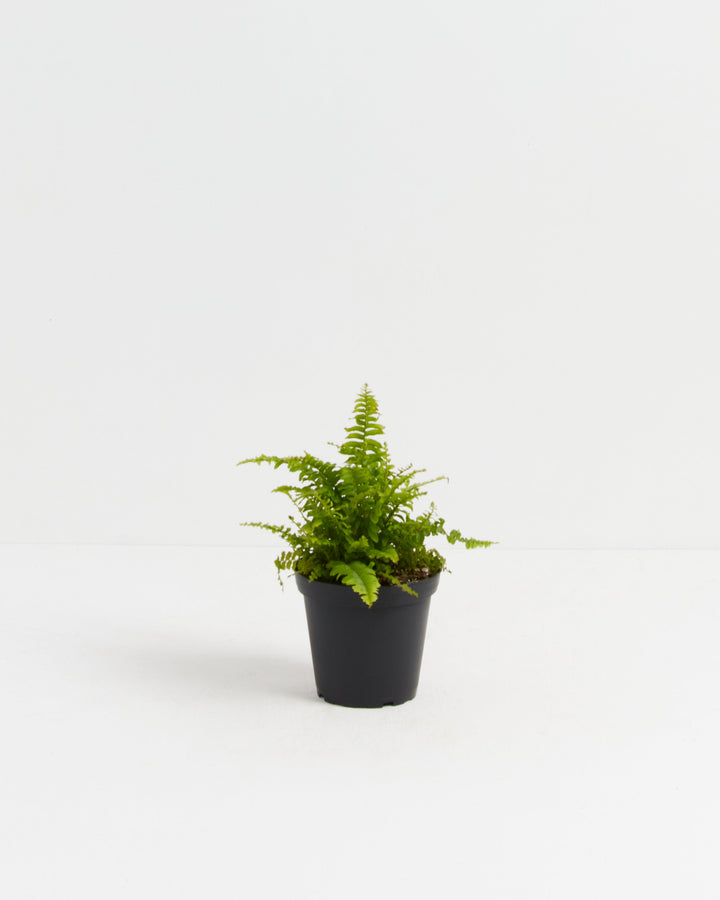 A small Boston Fern houseplant with delicate, bright green fronds starting to spread outwards, potted in a simple black plastic grower pot, centered against a solid white studio background.