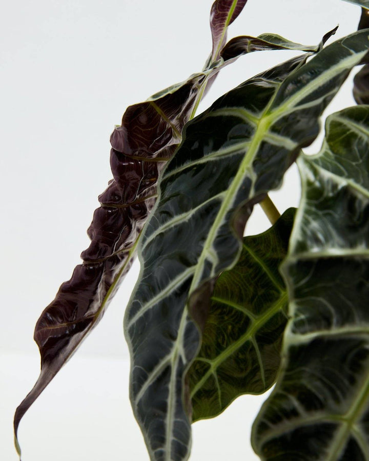 Alocasia Polly stem detail showcasing the plant's distinctive deep burgundy petioles with white-veined green leaves and new growth nodes.