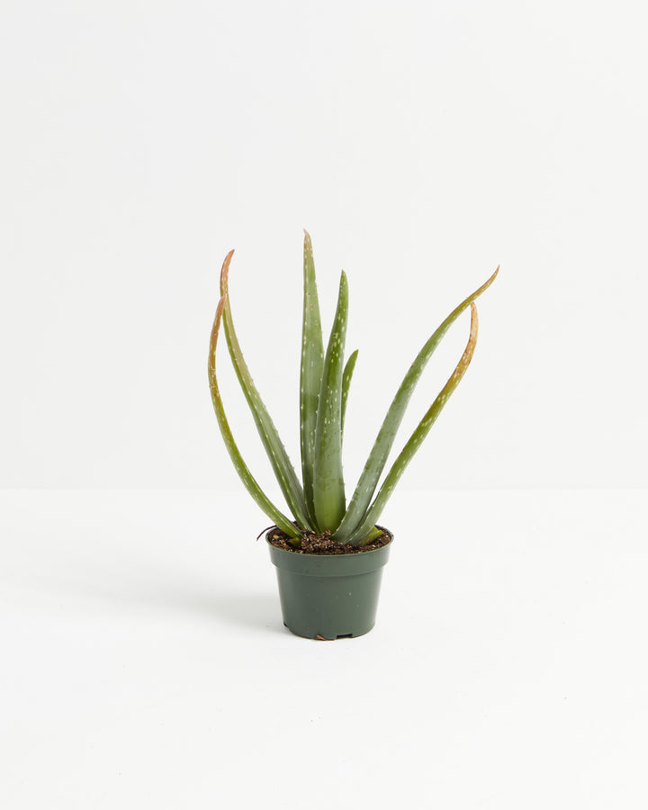 Aloe Vera Plant 4-inch full plant view in dark green grower pot with wide spreading spotted leaves – small live aloe succulent for desk or windowsill