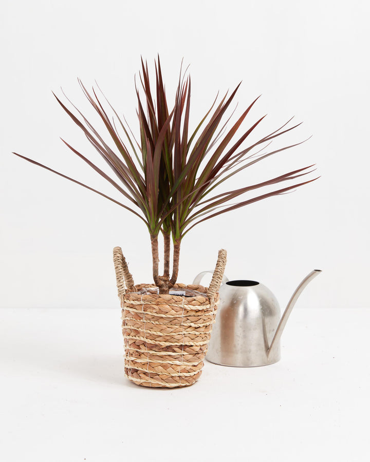 Magenta Cane Dragon Tree (Dracaena), Lively Root, Plant, Size, Small, , 