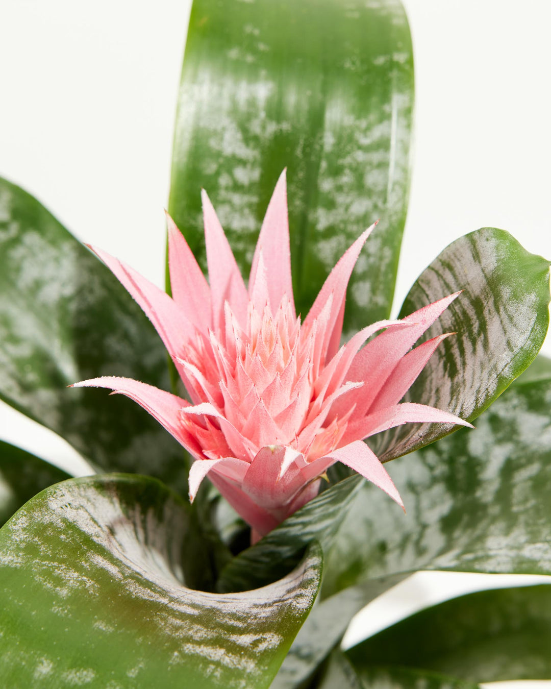 A close-up studio shot detailing the striking, spiky pink flower bract of a Pink Aechmea Bromeliad, centered within its rosette of wide, glossy green leaves with silver-white variegation.
