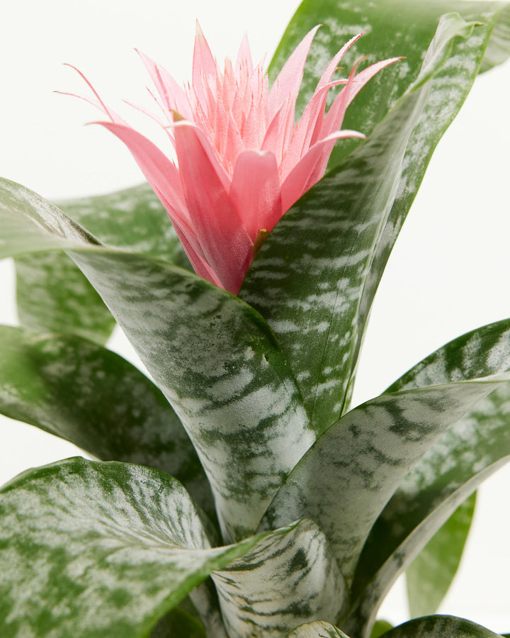 A side-angle close-up view highlighting the spiky pink inflorescence of a Pink Aechmea Bromeliad emerging from the central urn formed by its upright, heavily silver-banded green leaves against a white background.